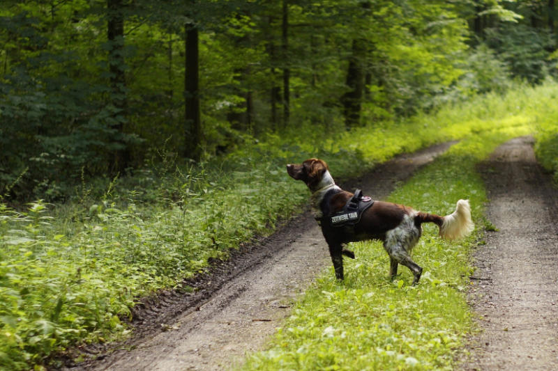 Hund in Wald