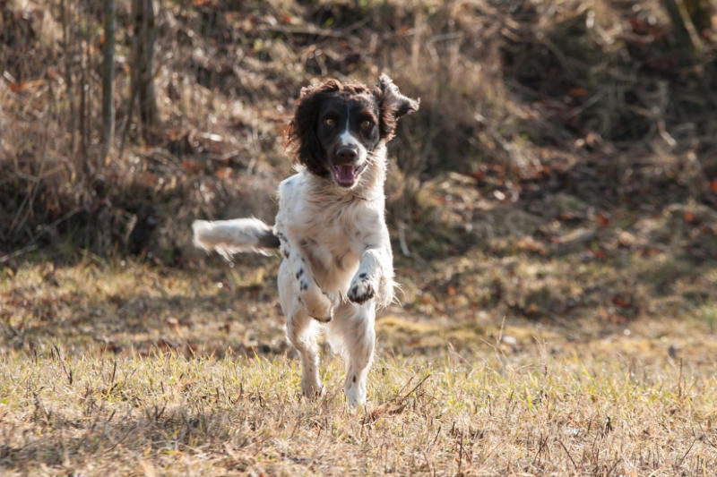 Hund läuft auf Kamera zu