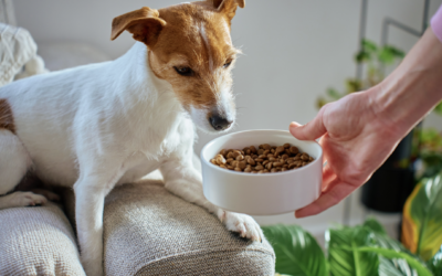 Futtermittelallergie beim Hund – Wenn Juckreiz und Verdauungsprobleme kein Zufall sind